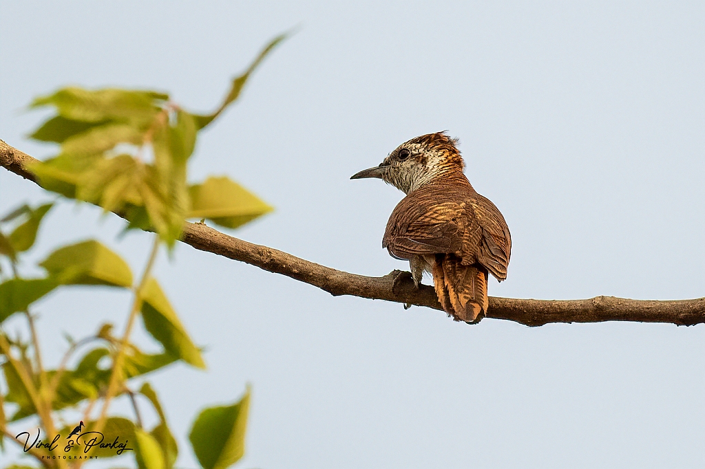 Banded Bay Cuckoo